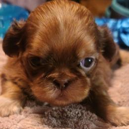 Puppy 2 - Gold male Shih Tzu puppy in Belleville, Michigan from Patricia's Heavenly Earth Angels