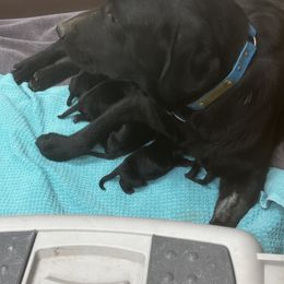 Labrador Retriever Puppies from AM Labradors