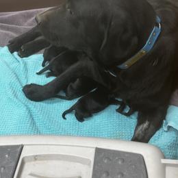 Labrador Retriever Puppies from AM Labradors