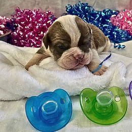 Brutus - Brindle male Bulldog puppy in Tremonton, Utah from Snuggle Pups