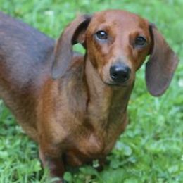 Dachshunds and Whippets from Pipers Whippets and Dachshunds