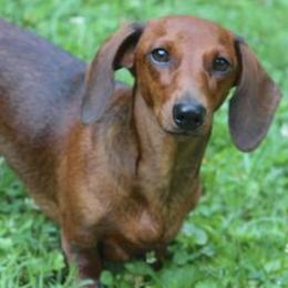 Dachshunds and Whippets from Pipers Whippets and Dachshunds