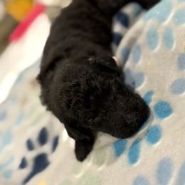 Goldendoodle and Poodle Puppies from Southern Stroll Poodles & Doodles