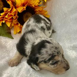 Girl 3 - Dapple female Dachshund puppy in Mesquite, Texas from AB Dachshund