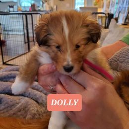 Shetland Sheepdog Puppies from Armitage Shetland Sheepdogs