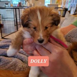 Shetland Sheepdog Puppies from Armitage Shetland Sheepdogs