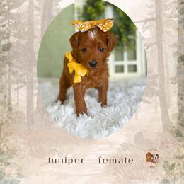 Juniper - Red  female Goldendoodle puppy in Canton, Georgia from Teddy Puppies