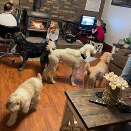 Aussiedoodles, Goldendoodles, Labradoodles, and Poodles from Hope House Doodles