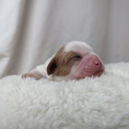 Blenheim Boy - Blenheim male Cavalier King Charles Spaniel puppy in Seymour, Missouri from Painted Blessing's AKC Cavaliers LLC