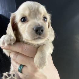 Branch - Cream male Dachshund puppy in Bigfork, Minnesota from Dachshunds Up North