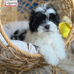 Jinu - Parti male Yorkshire Terrier puppy in California from Corazon de gigante