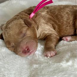 Pink - Cream female Goldendoodle puppy in New Britain, Connecticut from Goldendoodles Stars LLC