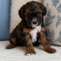Hickory - Sable male Poodle puppy in Beckley, West Virginia from Autumn Poodles/Doodles