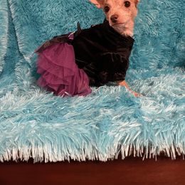 Winter - Chihuahua