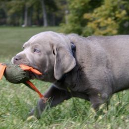 Dilute Retriever Puppies from Hickory Hills Silver Labs