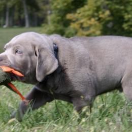 Dilute Retriever Puppies from Hickory Hills Silver Labs