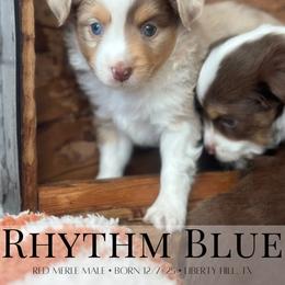 Miniature Australian Shepherd and Toy Australian Shepherd Puppies from Stone & Sage ATX Toy & Mini Aussies