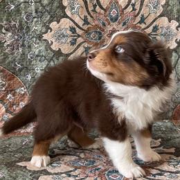 Canoli - Black tri-color male Australian Shepherd puppy in Boulder, Colorado from Noble Standard Australian Shepherds