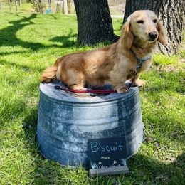 Biscuit - Dachshund