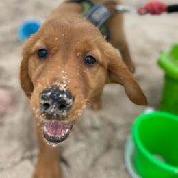 Golden Retriever Puppies from River City Goldens