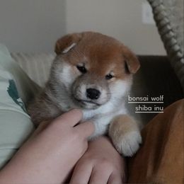 Shiba Inu Puppies from Bonsai Wolf Shiba Inu