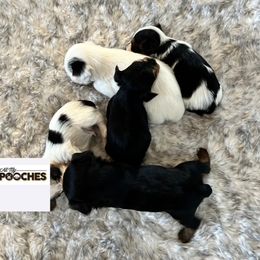 Poodle, Yorkipoo, and Yorkshire Terrier Puppies from All My Pooches