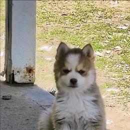 Spot - Red and white male Pomsky puppy in Blackfoot, Idaho from Snake River Pomskys