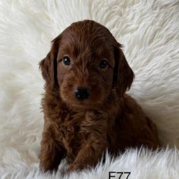 F77 - Red  female Goldendoodle puppy in West Point, Iowa from Jim Anderson