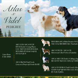 Australian Shepherd puppies from Boundless Joy Aussies
