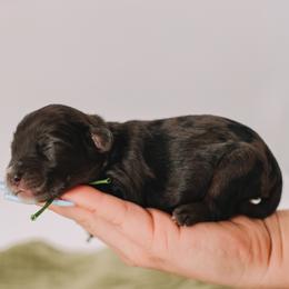 Green Boy - Merle male Cavapoo puppy in Mckinney, Texas from Doodles of North Tx