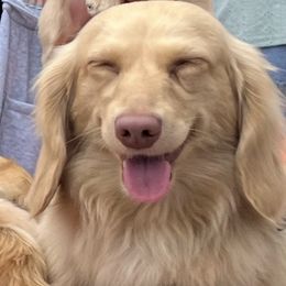 Dachshunds from Dawson Creek Doxies