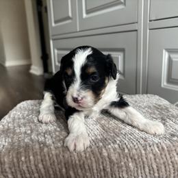 Boy 4 - Black tri-color male Aussiedoodle puppy in Cedar Park, Texas from Lollipups Mini Aussiedoodles