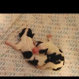 Boy 2 - Black and white male Cavapoo puppy in East Providence, Rhode Island from Marta's Cavaliers