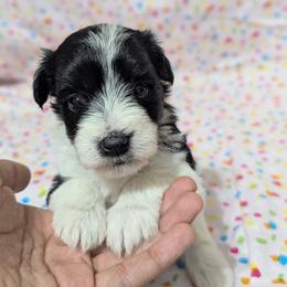 Mojo Jojo - Parti male Miniature Schnauzer puppy in Paris, Texas from Black Star Farm