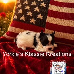 Ashleigh - Parti female Yorkshire Terrier puppy in Dierks, Arkansas from Yorkie’s Klassie Kreations