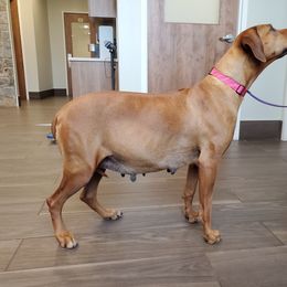 Rhodesian Ridgeback Puppies from Monarch Rhodesian Ridgebacks