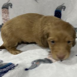 Dachshunds from Hughes' Doxies