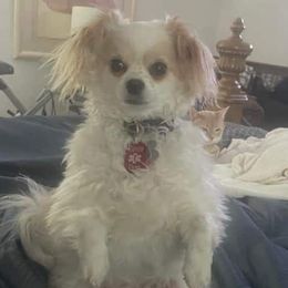 Chihuahuas, Companion Crosses, and Poodles from Mel's Wags & Kisses
