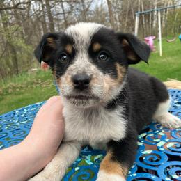Milky Way - Blue male Australian Cattle Dog puppy in Lancaster, Minnesota from Weleski Chocolate Heelers