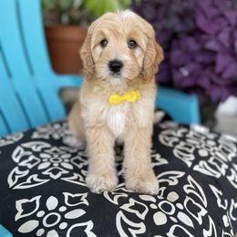 Goldendoodle Puppies from Deerly Doodles