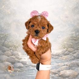 Love - Red  female Goldendoodle puppy in Canton, Georgia from Teddy Puppies
