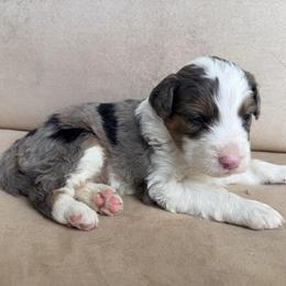 Jacuzzi - Blue merle male Aussiedoodle puppy in Colorado Springs, Colorado from Pesky Redneck Mini Ranch