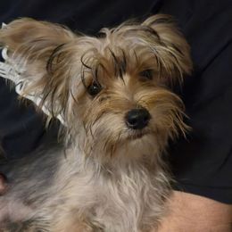 Cooper - Black and gold male Yorkshire Terrier puppy in Zuni, Virginia from Serendipity Yorkies