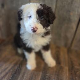 Boy 1 - Red tri-color male Aussiedoodle puppy in Mouth Of Wilson, Virginia from Holly Ridge Aussies, Aussiedoodles & Corgis