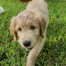 Goldendoodle Puppies from Costa's Curly Canines
