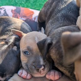 Donkey Kong - Blue fawn male American Staffordshire Terrier puppy in Hohenwald, Tennessee from AptiBull Terriers