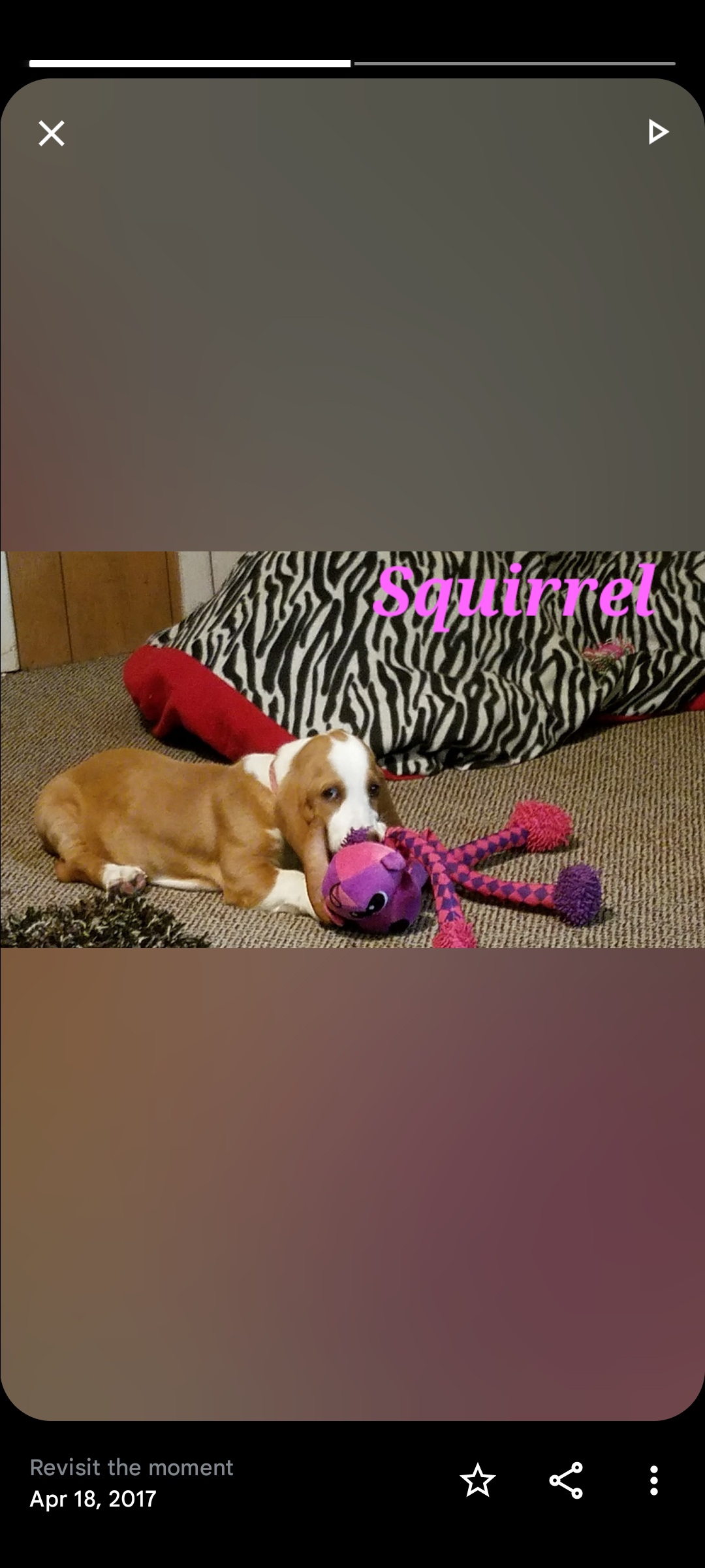 Basset Hound Puppies from Happy Hound Bassets of Whitney