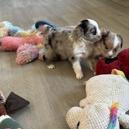 Miniature Australian Shepherd and Toy Australian Shepherd Puppies from Cherry Grove Kennel