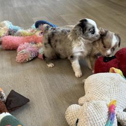 Miniature Australian Shepherd and Toy Australian Shepherd Puppies from Cherry Grove Kennel