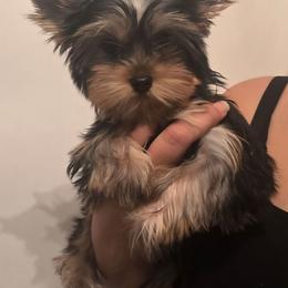 Girl 1 - Black and gold female Yorkshire Terrier puppy in Hesperia, California from Diamond Doll Yorkies